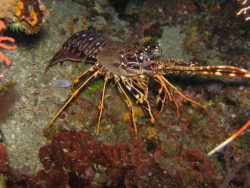 Langouste