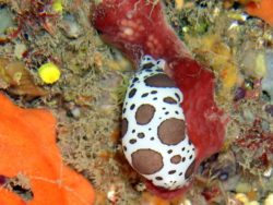 Doris Dalmatien