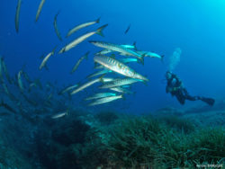 Banc de Barracudas avec Plongeur