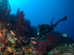 Plongeur avec un banc d'Anthias